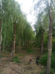 东莞地区20公分旱柳种植适应性分析及金林苗木种植经营建议