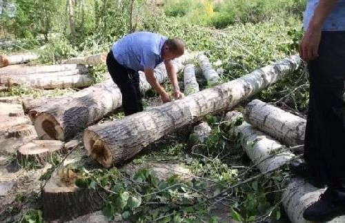 砍自家白杨也犯法？山东农民获刑背后凸显林业管理盲区