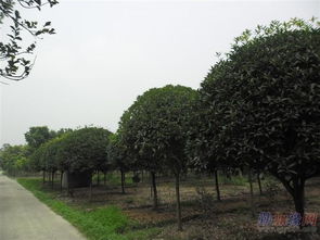 成都花木网与成都苗木网 打造一站式绿化苗木供应平台，长期供应各规格优质朴树