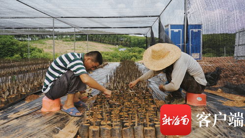 苗准新商机，种下二次创业梦——海垦龙江农场公司转变思路描绘苗木产业新版图