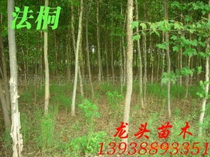 法桐、乔木、花灌木及灌木市场行情分析与价格指导——以孟津县龙头苗木种植专业合作社为例