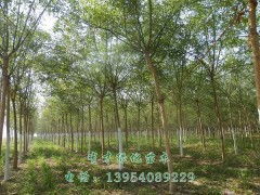 精品国槐，绿化优选 5-10公分国槐苗木，定陶县有才绿化苗木种植专业合作社专业供应