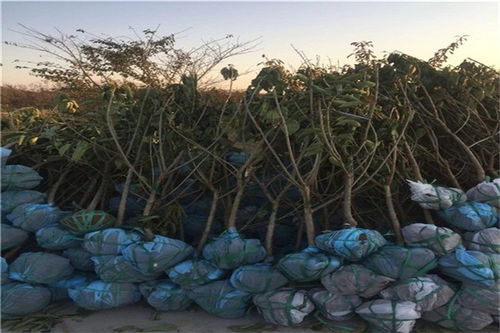 石门大樱桃苗选购指南 矮化品种与当年结果技术及优质供应商解析