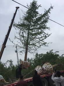 花木社区苗木论坛 树木种植经营全攻略
