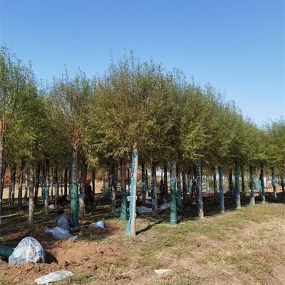 10公分馒头柳与旱柳树种植经营全指南 规格、价格与管理要点